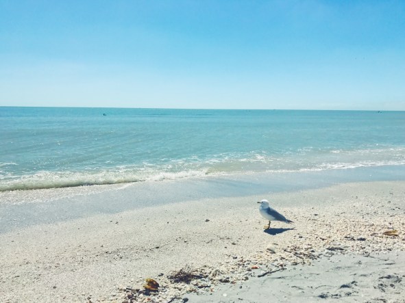 The DC Darlings X Sanibel Guide