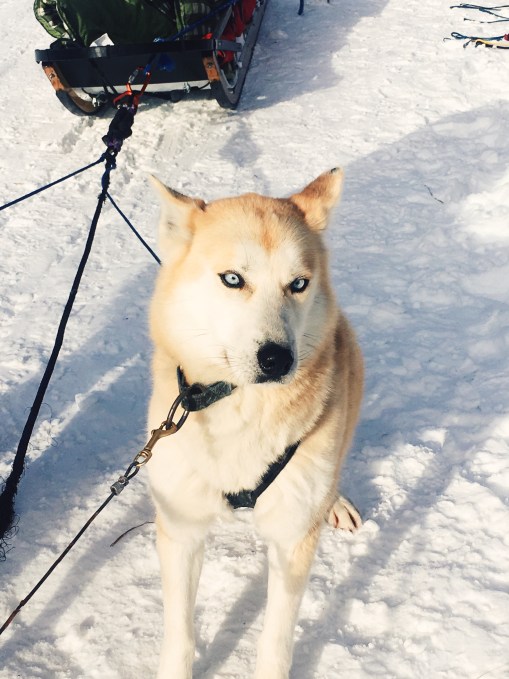 Muddy Paw Dog Sledding
