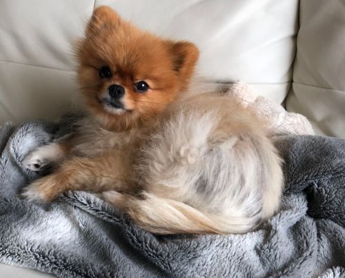 Freshpet x The DC Darlings